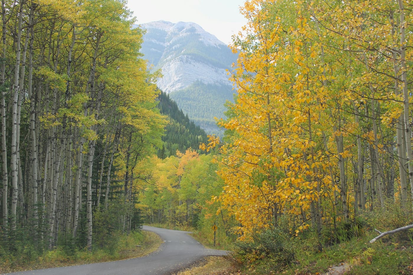 A winding road through yellow aspen trees toward a mountain, in Kananaskis, Alberta.