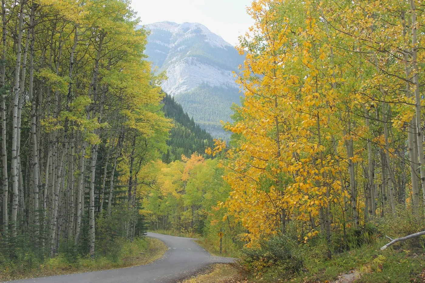A winding road through yellow aspen trees toward a mountain, in Kananaskis, Alberta.