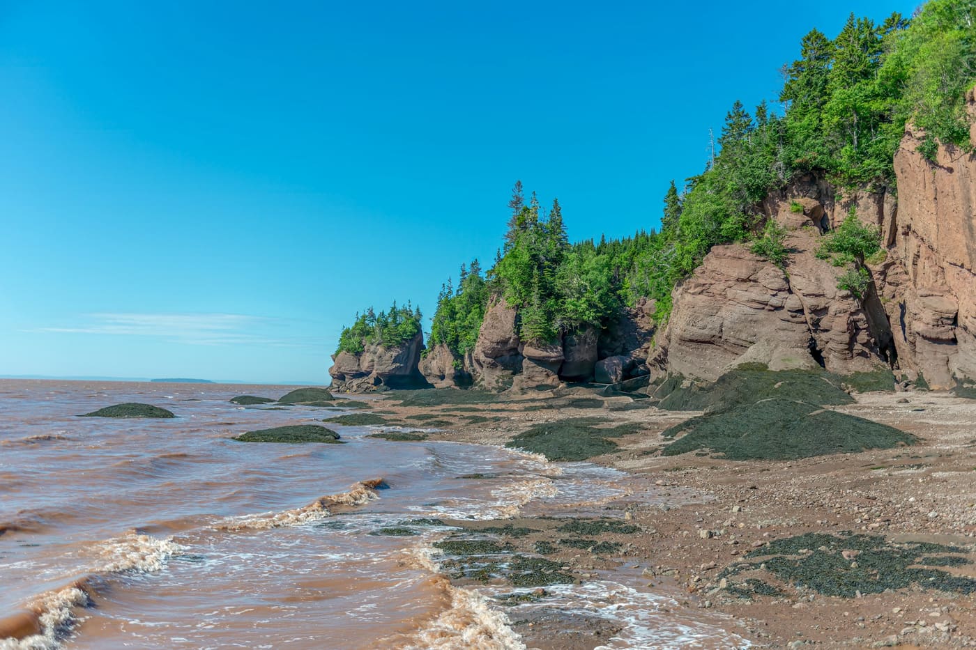 Low tide leaves the sea floor bare beside a forested red-rock cliff on New Brunswick’s Fundy coast.